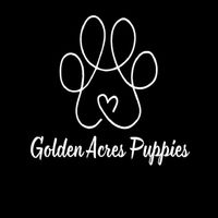 goldenacrespuppies
